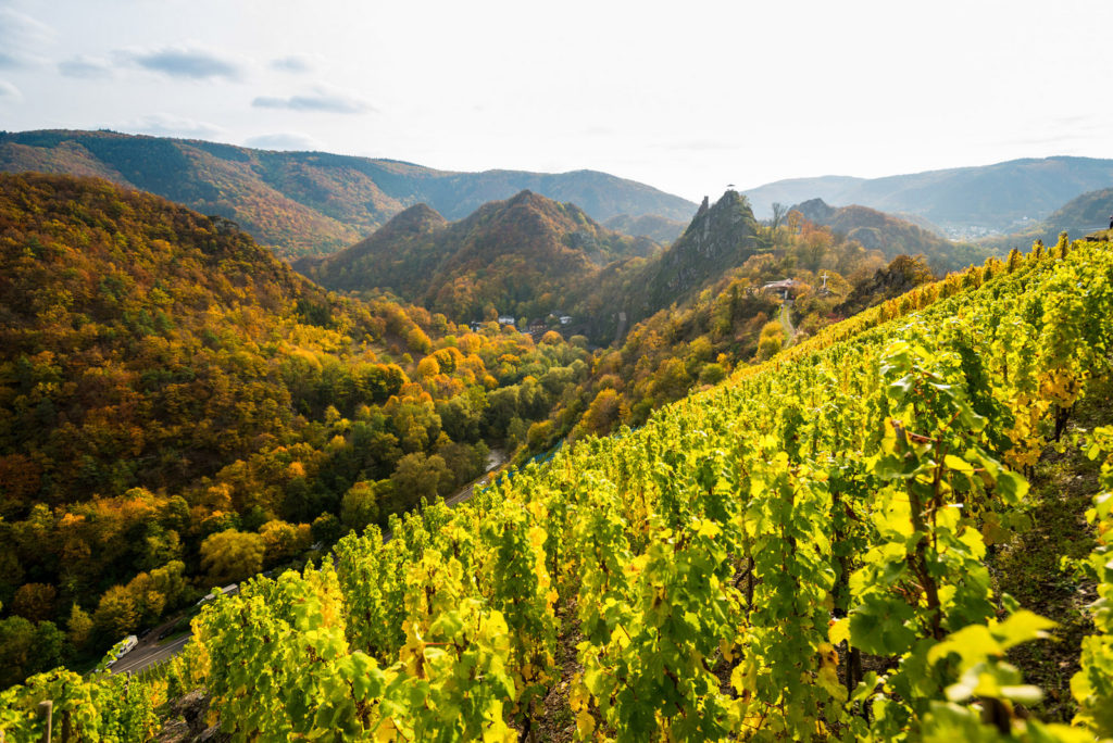 Weinberge