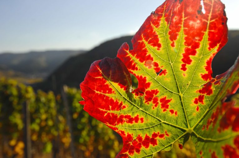 Weinlaub Indian Summer