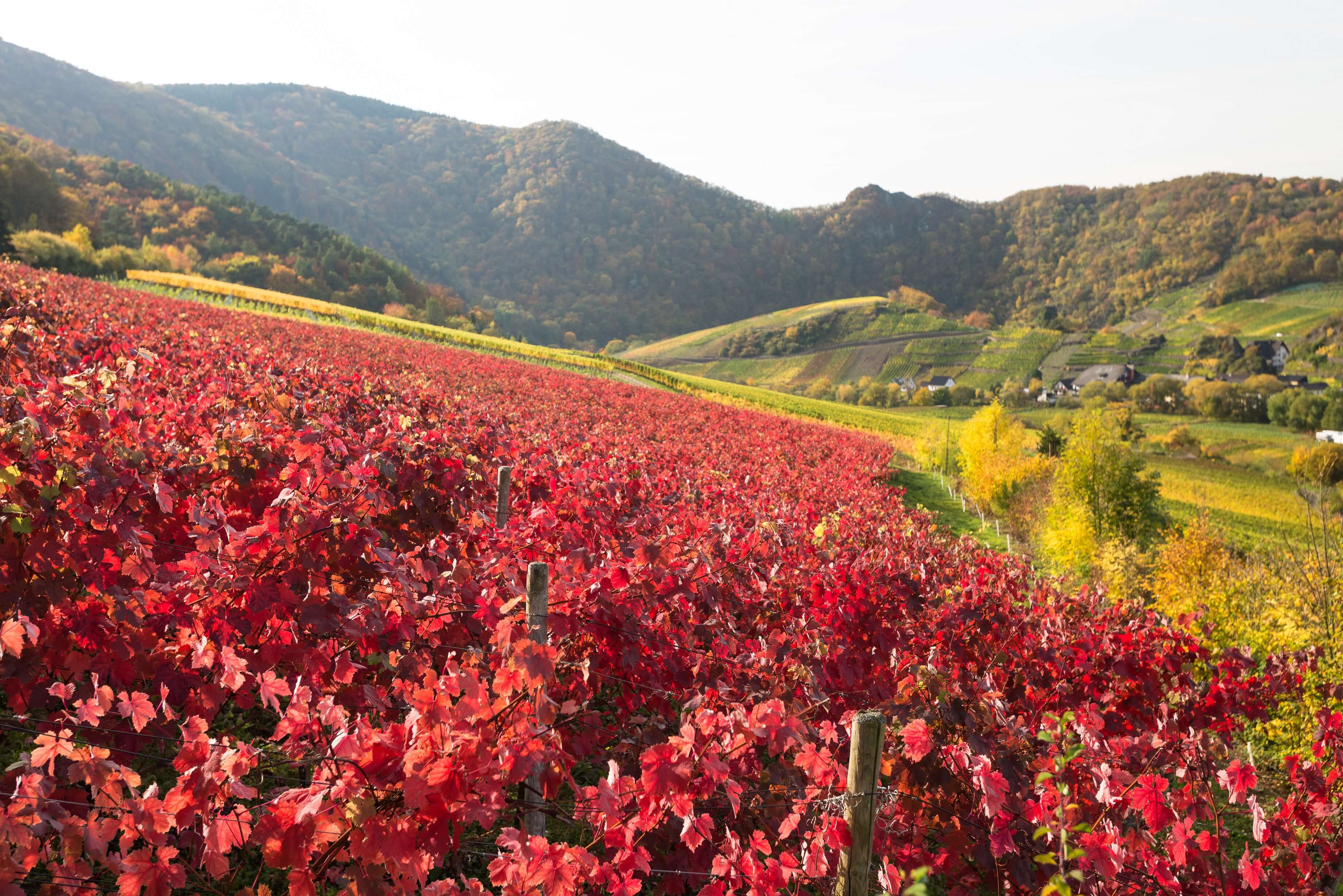 Weinberge Herbst